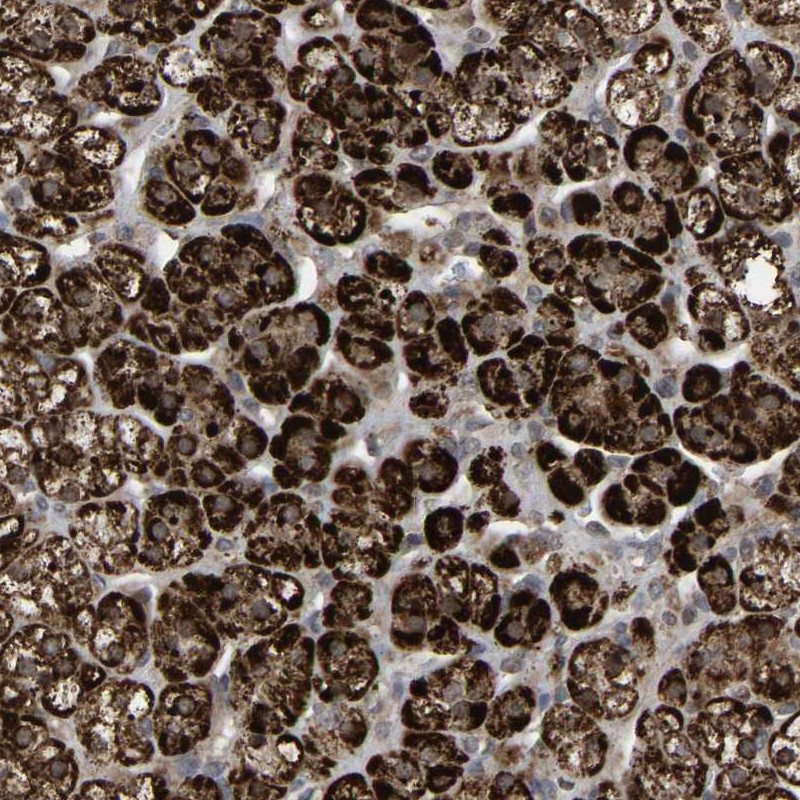 Atlas Antibodies Anti-ZBED6CL Antibody