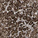 Atlas Antibodies Anti-ZBED6CL Antibody