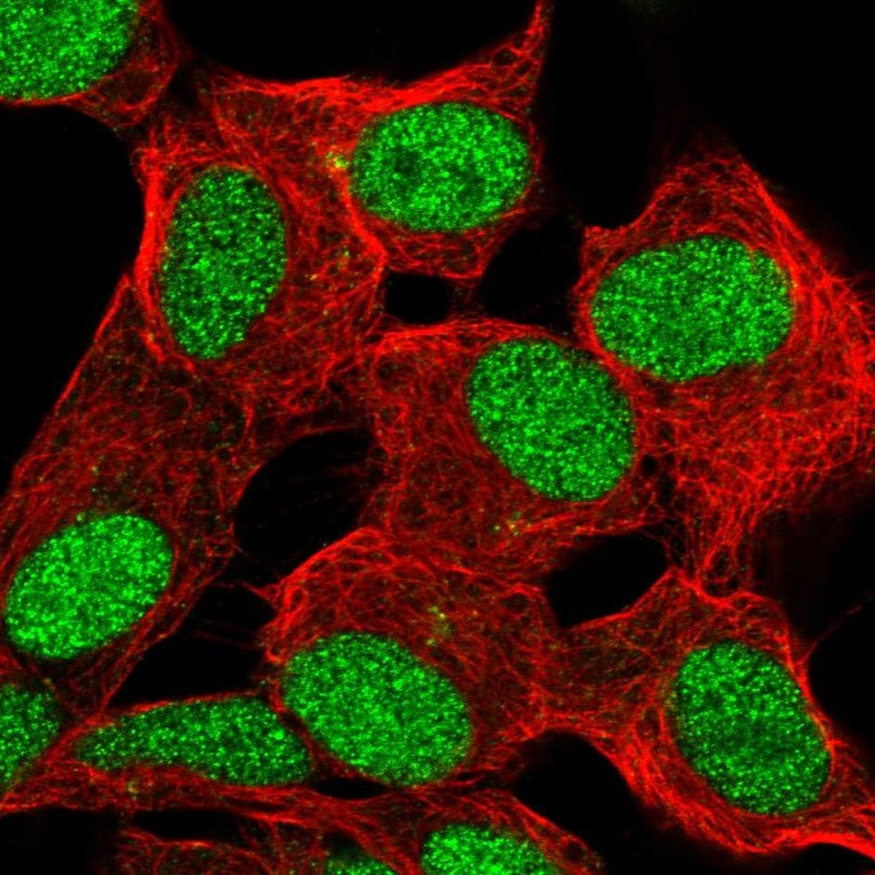 Atlas Antibodies Anti-ZBED6 Antibody
