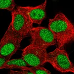 Atlas Antibodies Anti-ZBED6 Antibody