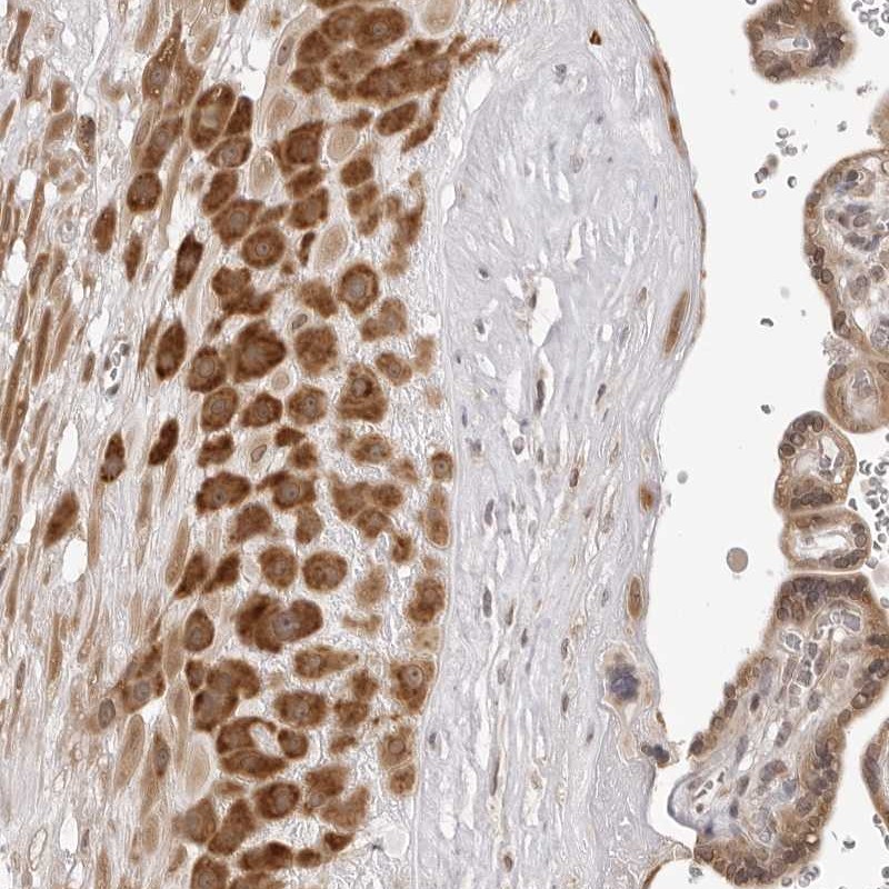 Atlas Antibodies Anti-ZBED6 Antibody