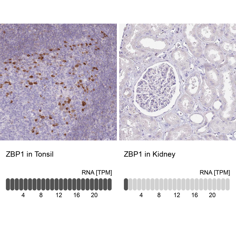Atlas Antibodies Anti-ZBP1 Antibody