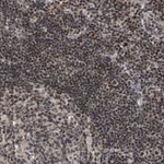 Atlas Antibodies Anti-ZBTB11 Antibody