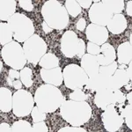 Atlas Antibodies Anti-ZBTB11 Antibody