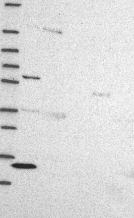 Atlas Antibodies Anti-ZBTB1 Antibody