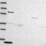 Atlas Antibodies Anti-ZBTB1 Antibody