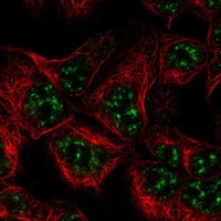 Atlas Antibodies Anti-ZBTB18 Antibody