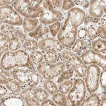 Atlas Antibodies Anti-ZBTB2 Antibody