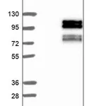 Atlas Antibodies Anti-ZBTB22 Antibody