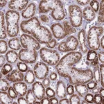 Atlas Antibodies Anti-ZBTB24 Antibody