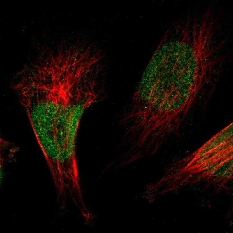 Atlas Antibodies Anti-ZBTB38 Antibody