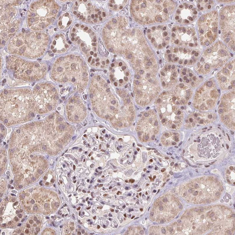 Atlas Antibodies Anti-ZBTB4 Antibody