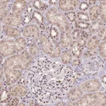 Atlas Antibodies Anti-ZBTB4 Antibody