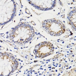 Merck ANTI-CASPASE 8 ANTIBODY PRODUCED IN RAB&