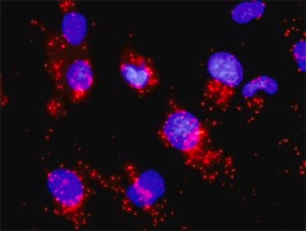 Merck Monoclonal Anti-CDC25A antibody produced in mouse