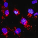 Merck Monoclonal Anti-CDC25A antibody produced in mouse