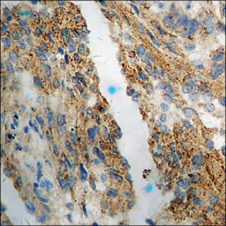 Merck Anti-phospho-eNOS (pSer1176) antibody produced in rabbit