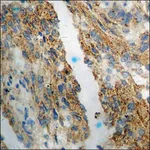 Merck Anti-phospho-eNOS (pSer1176) antibody produced in rabbit