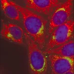 Merck Anti-Mouse IgG (H+L), highly cross-adsorbed, CF(TM) 568 antibody produced in donkey