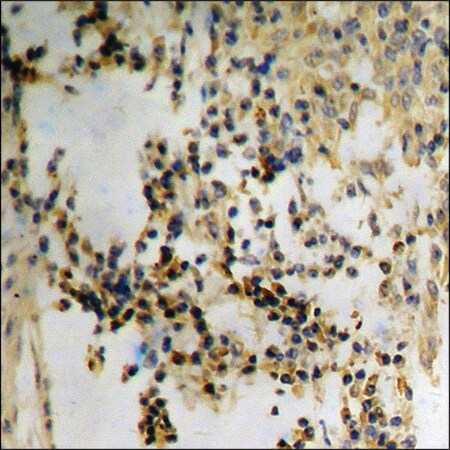 Merck Anti-phospho-Met (pTyr1349) antibody produced in rabbit
