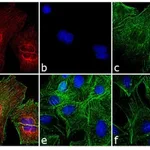Thermo Fisher Scientific Goat anti-Rat IgG (H+L) Cross-Adsorbed Secondary Antibody, Cyanine3