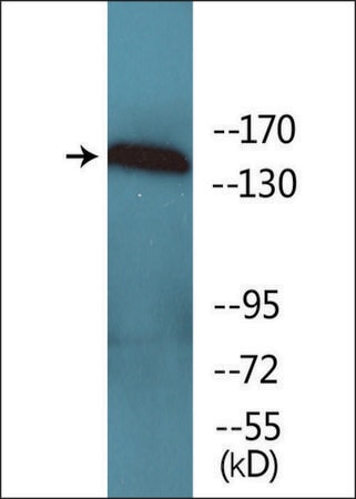 Merck Anti-phospho-VEGFR1 (pTyr1333) antibody produced in rabbit