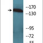 Merck Anti-phospho-VEGFR1 (pTyr1333) antibody produced in rabbit