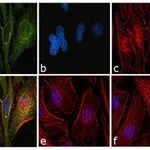 Thermo Fisher Scientific F(ab`)2-Goat anti-Mouse IgG (H+L) Cross-Adsorbed Secondary Antibody, FITC
