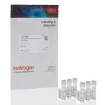 Thermo Fisher Scientific Zip Alexa Fluor 488 Rapid Antibody Labeling Kit, 3 labelings