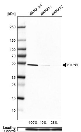 Merck Anti-PTPN1 antibody produced in rabbit
