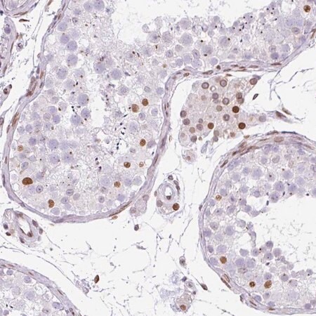 Merck Anti-PLK1 antibody produced in rabbit