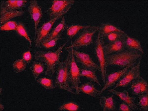 Merck Anti-PKM2 (isoform M2) antibody produced in rabbit