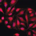 Merck Anti-PKM2 (isoform M2) antibody produced in rabbit