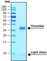 Merck THROMBIN, RECOMBINANT HUMAN