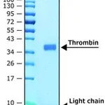 Merck THROMBIN, RECOMBINANT HUMAN