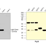 Thermo Fisher Scientific Goat anti-Human IgG (Lambda light chain) Recombinant Secondary Antibody