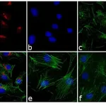 Thermo Fisher Scientific Goat anti-Rabbit IgG (H+L) Cross-Adsorbed Secondary Antibody, Alexa Fluor 633