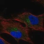 Merck Anti-HMCN1 antibody produced in rabbit