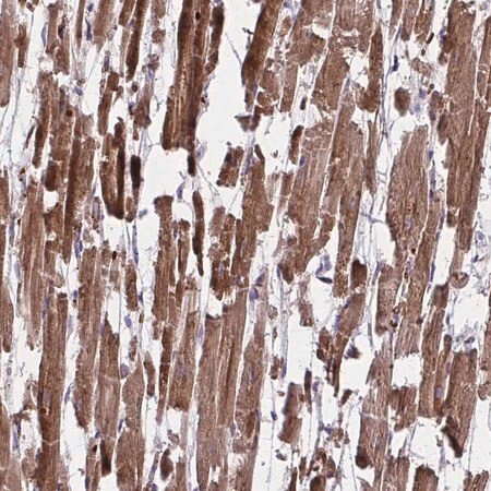 Merck Anti-PDK4 antibody produced in rabbit
