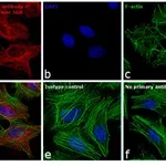 Thermo Fisher Scientific Goat anti-Mouse IgG (H+L) Cross-Adsorbed Secondary Antibody, Alexa Fluor 568