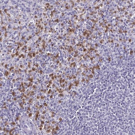 Merck Anti-TLR4 antibody produced in rabbit