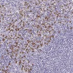 Merck Anti-TLR4 antibody produced in rabbit