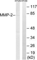 Merck ANTI-MMP-2 ANTIBODY PRODUCED IN RABBIT