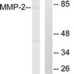 Merck ANTI-MMP-2 ANTIBODY PRODUCED IN RABBIT