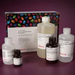 Thermo Fisher Scientific Pierce Fast Western Blot Kit, ECL Substrate, 1 L Kit