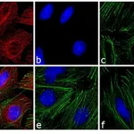 Thermo Fisher Scientific Goat anti-Mouse IgG Fc Cross-Adsorbed Secondary Antibody, TRITC