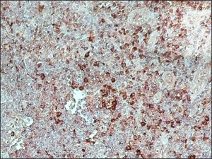 Merck ANTI-GOAT/SHEEP IGG–PEROXIDASE ANTIBODY&