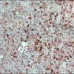 Merck ANTI-GOAT/SHEEP IGG–PEROXIDASE ANTIBODY&