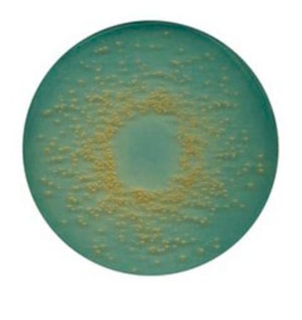 Merck CLED Agar