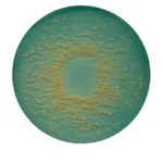 Merck CLED Agar